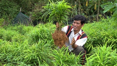 Quảng Ngãi: Phát triển gừng gió, đặc sản vùng núi Trà Bồng