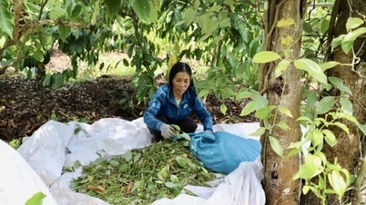 បោះយុថ្កាក្នុងកម្រិតខ្ពស់ 150,000 ដុង/គីឡូក្រាម តម្លៃម្រេចនឹងប្រែប្រួលយ៉ាងខ្លាំងម្តងទៀត។