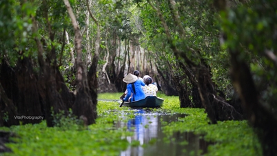 សម្រស់ដ៏អាថ៌កំបាំង និងប្លែកនៃព្រៃឈើ Tra Su cajuput, An Giang