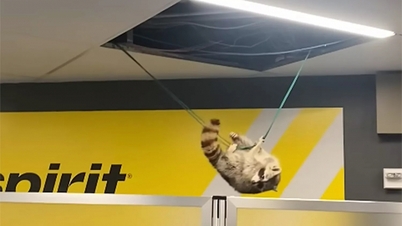 Mapache cae del techo al aeropuerto y escapa