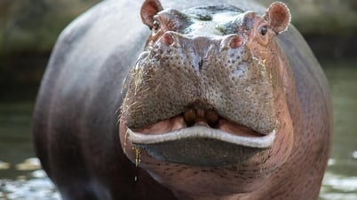 Colombia has a headache dealing with the drug lord's hippopotamus herd