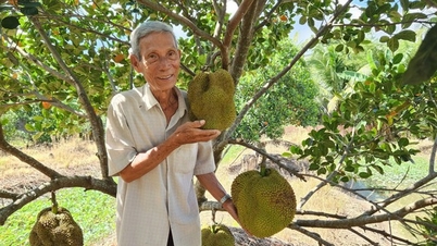 ដាំខ្នុរគ្មានគ្រាប់ចម្លែក ផ្លែធំគ្មានគ្រាប់ កសិករនៅ កន ថូ លក់បានលុយរាប់ពាន់លាន?