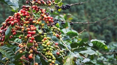 Giá nông sản ngày 21/11/2024: Cà phê và hồ tiêu giảm giá mạnh