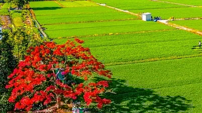 'ឆ្កួត' អំពី​ដើម​ពោធិ៍​រាជវង្ស​ឯកោ​នៅ​កណ្តាល​វាល​ស្មៅ​ទឹក​ក្នុង​ទីក្រុង​ហូជីមិញ