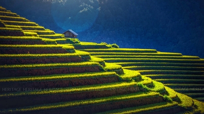 Green young rice season on Sa Pa terraced fields