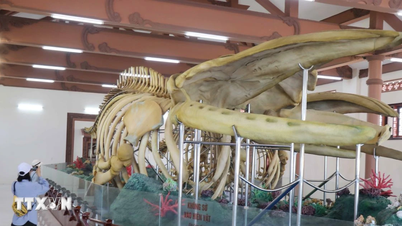リーソン島地区のクジラの骨格2体がベトナム最大の記録を樹立