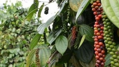 តើវានឹងបន្តធ្លាក់ចុះទេ?