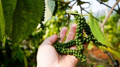 Giá tiêu tăng đồng loạt 1.000 đồng/kg