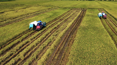 Los campos de arroz en el delta del Mekong se están quedando gradualmente sin nutrientes.