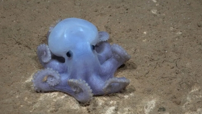 'Ghost octopus' និង 'Spaghetti monster' ត្រូវបានរកឃើញនៅលើភ្នំក្រោមទឹក។