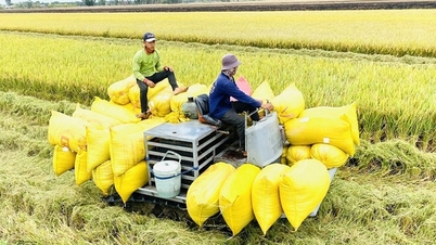 Lý do giá gạo xuất khẩu cao kỷ lục, doanh nghiệp vẫn kêu lỗ