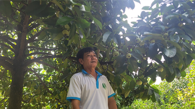 សួនមង្ឃុតនៅ Hau Giang ដើមខ្លីណាស់ ផ្លែឆ្ងាញ់ កាត់១.២តោន លក់បាន៦០០០០ដុង/គីឡូក្រាម