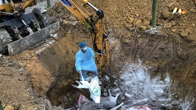 انتشر الوباء على نطاق واسع، وتم إعدام أكثر من 270 ألف كيلوغرام من لحم الخنزير في مقاطعة لانغ سون.