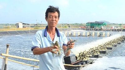 កសិករម្នាក់នៅខេត្ត Kien Giang មានកសិដ្ឋានចិញ្ចឹមបង្កងតាមបច្ចេកវិទ្យាខ្ពស់ចំនួន ១២ ហិកតា ចាប់បានជាង ២០០ តោន និងទទួលបានប្រាក់ចំណេញរាប់សិបពាន់លានដុល្លារ។