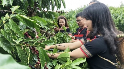 Lượng xuất khẩu cà phê đạt 1,2 triệu tấn trong 8 tháng đầu niên vụ 2023-2024