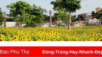 សូមស្វាគមន៍ពន្លឺព្រះអាទិត្យជាមួយនឹងផ្កាឈូករ័ត្នពណ៌លឿងភ្លឺនៅឧទ្យាន Van Lang