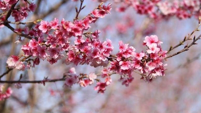 Tổ chức Lễ hội Hoa anh đào từ ngày 12-14/1/2024