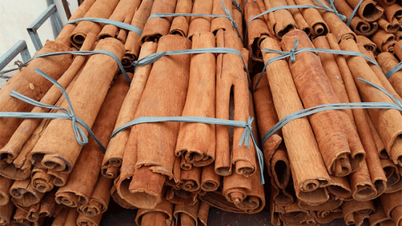 ការនាំចេញ cinnamon ក្នុងឆ្នាំ 2023 នឹងទទួលបាន 260.9 លានដុល្លារ