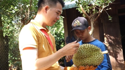 Vất vả dò lòng chọn quả sầu riêng chất lượng