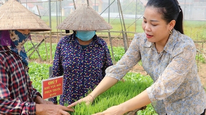 Hành trình từ mẹ bỉm sữa đến top nông dân giỏi nhất nước