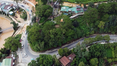 ទីក្រុង Da Lat បាន​ដាំ​ដើម​ឈើ​ចំនួន ៧៤០ ដើម ដើម្បី​ជំនួស​ដើមឈើ​ដែល​ត្រូវ​បាន​គេ​កាប់​ដើម្បី​ពង្រីក​ផ្លូវ