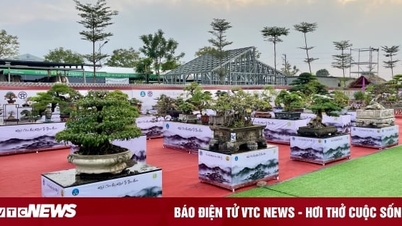 Vườn cây cảnh chục tỷ đồng ở Bình Định khiến dân sành chơi Hà Nội choáng váng