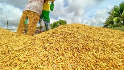 Giá gạo giảm 100 -150 đồng/kg; giá lúa duy trì ổn định