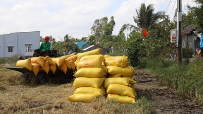 India relaja exportaciones de arroz, Filipinas compra otro medio millón de toneladas, ¿qué pasará con el arroz vietnamita a finales de año?