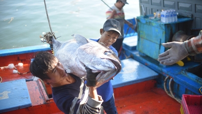 Le pays le plus riche du monde augmente sa consommation de homard et de thon vietnamiens