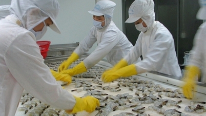 Sao Ta tăng 17% doanh số trong nửa đầu năm 2024, lo ngại kinh doanh năm nay khó chồng khó