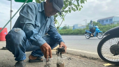 The gateway to Ho Chi Minh City is continuously covered with nails.