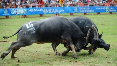 Hai Phong: Applying digital transformation to organization to elevate the Do Son buffalo fighting festival