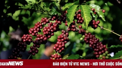 តម្លៃកាហ្វេថ្ងៃនេះ ថ្ងៃទី 26 ខែតុលា៖ ធ្លាក់ចុះទាំងអស់។