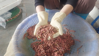 ភូមិទាំងមូលនៅ Hai Phong បានទៅវាលស្រែដើម្បីប្រមូលដង្កូវនាងអណ្តែតលើដី តម្លៃនៃដង្កូវនាងស្រស់មានតម្លៃទាប ប៉ុន្តែគ្រប់គ្នាសប្បាយចិត្តខ្លាំងណាស់។