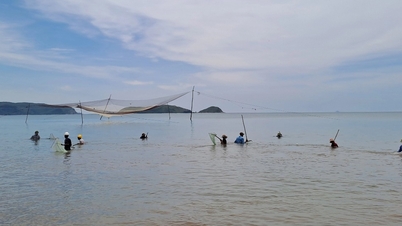 Trúng "lộc biển", người dân vớt dọc bờ cũng kiếm tiền triệu mỗi ngày