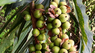 រដូវច្រូតកាត់