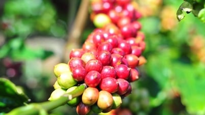 តម្លៃនៃការនាំចេញកាហ្វេជាមធ្យមឡើងដល់កម្រិតខ្ពស់បំផុត វៀតណាមរកបាន 4.6 ពាន់លានដុល្លារក្នុងរយៈពេល 10 ខែ