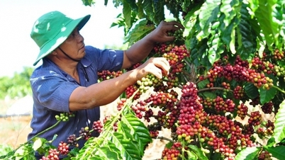 Lo ngại tình trạng hạn hán khiến giá cà phê xuất khẩu tăng
