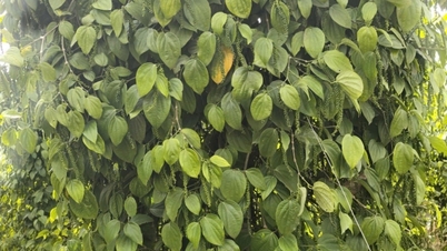 ត្រលប់ទៅសន្ទុះកើនឡើង?