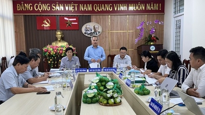Có được tờ giấy chứng nhận quan trọng, loại quả có vị chua mang lại "vị ngọt" cho nông dân Long An