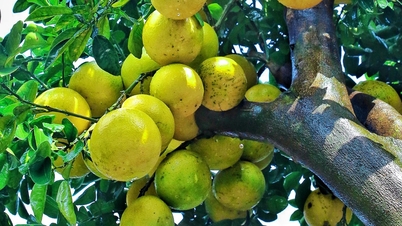 Grafted grapefruit trees with hundreds of fruits waiting for customers to "take" home for Tet