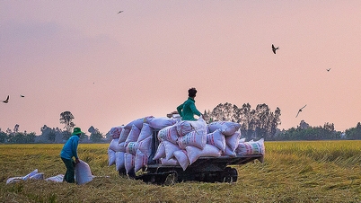 Aumentar la calidad del arroz para venderlo a un precio alto en lugar de agregar más cultivos
