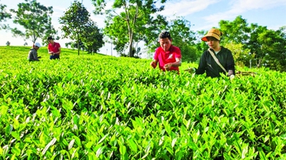 Ưu tiên vốn cho tam nông, phát triển bền vững