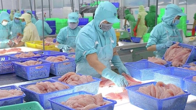 Biến động từ giá cá tra, lại "ôm" thêm mã chứng khoán bất động sản, đại gia Vĩnh Hoàn sụt giảm 26% lợi nhuận