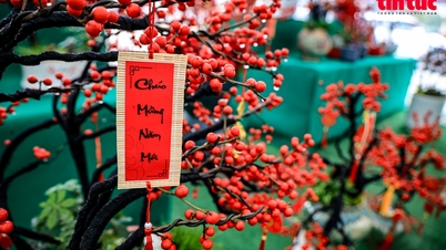 Hanoi Tet market has 'red peach blossoms' priced at hundreds of millions of dong