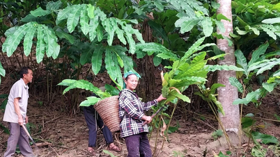 Nghệ An phát triển cây dược liệu