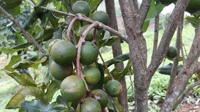 Tuần Giáo kỳ vọng thoát nghèo