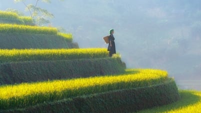 Chiêm ngưỡng mùa lúa chín Sa Pa dưới nắng vàng như rót mật