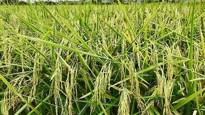 Giá lúa giảm nhẹ; gạo Hương lài giảm 2.000 đồng/kg