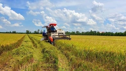 Giá gạo giảm 50 đồng/kg, giá lúa đi ngang